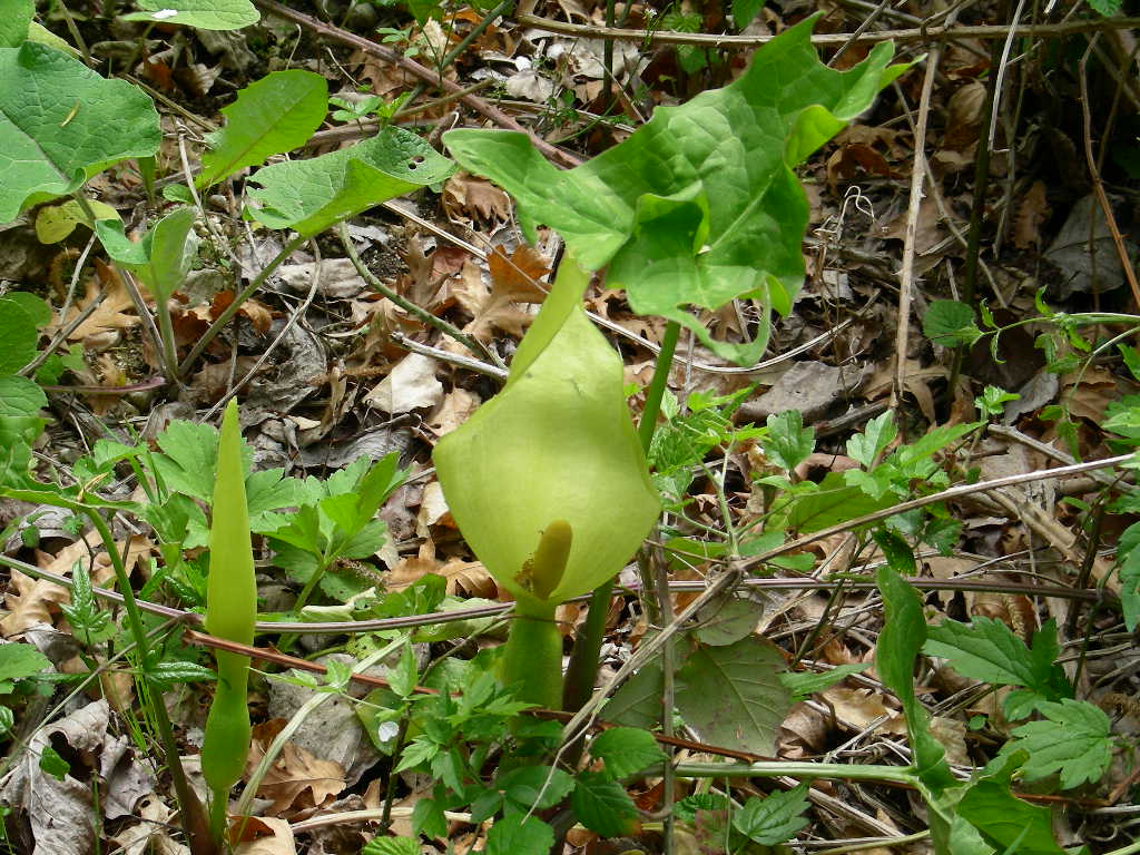 Arum italicum e Arum maculatum